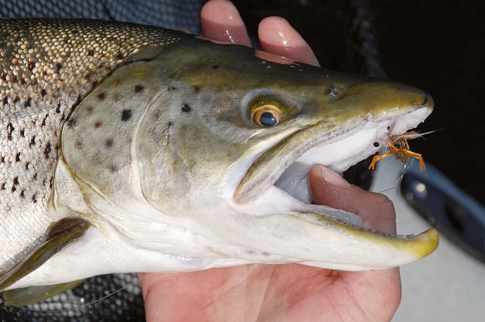 Kysthavørred på flue fra båd.
