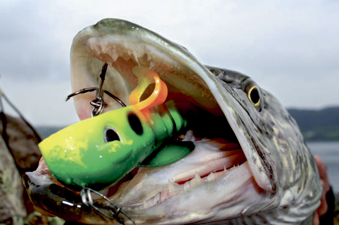 Storgedde fanget på softbait