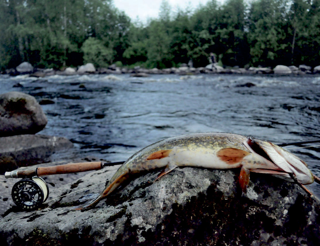 Gedde taget på fluefiskeri