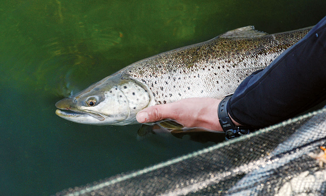 Kystfluefanget havørred fra båd.