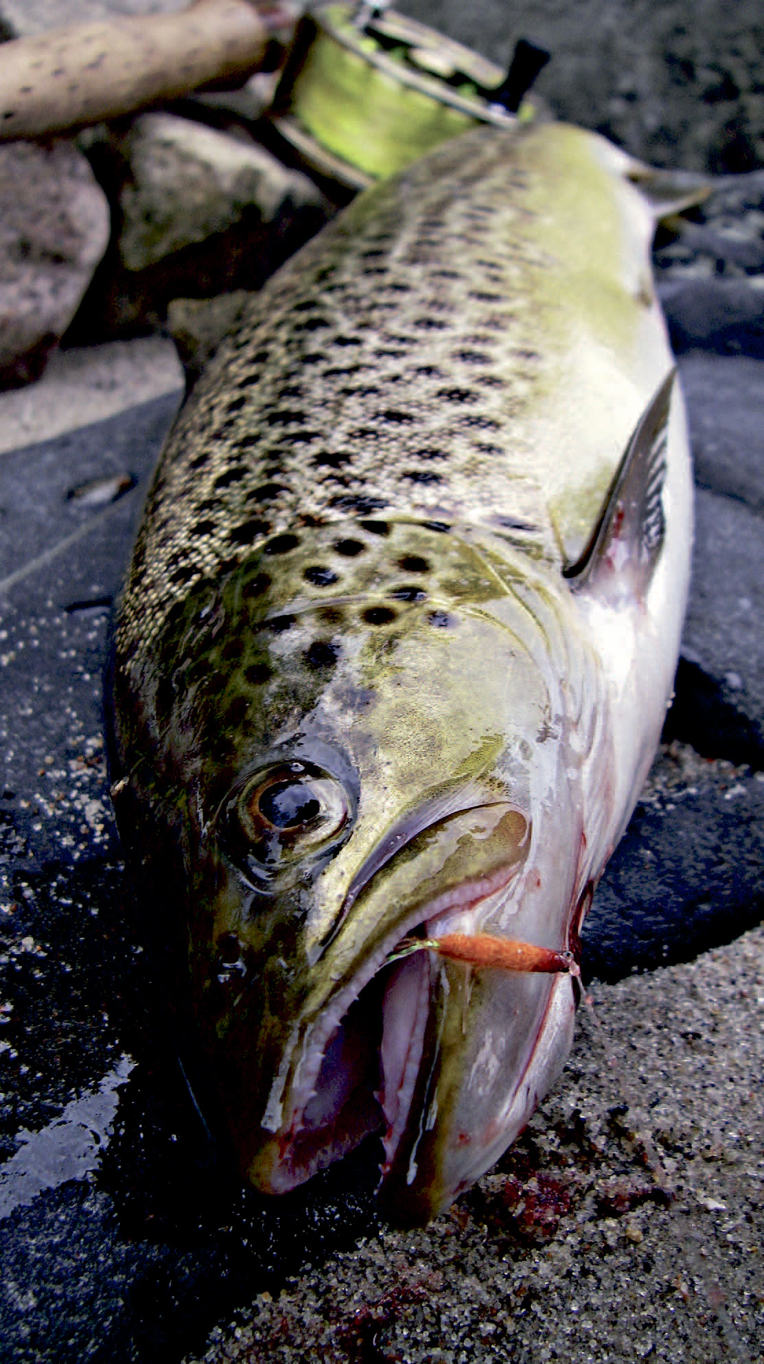 Havørred på flue fra Aabenraa Fjord.