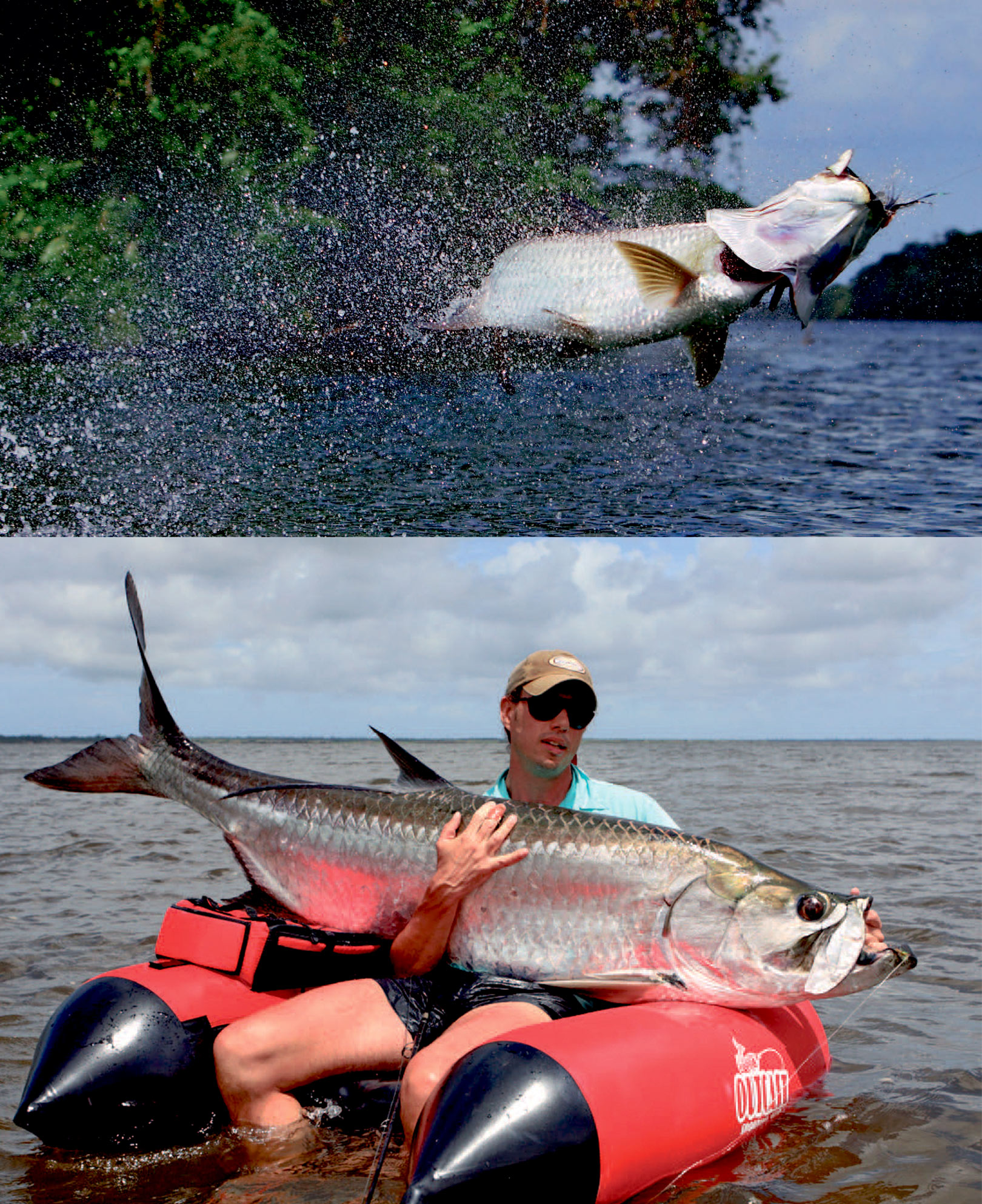 Tarpon springer ofte under fighten