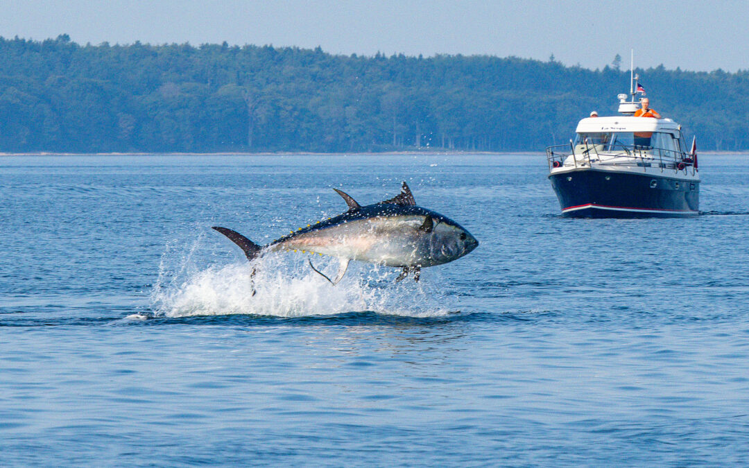 Springende tun i Øresund. Foto: Kasper Nyberg