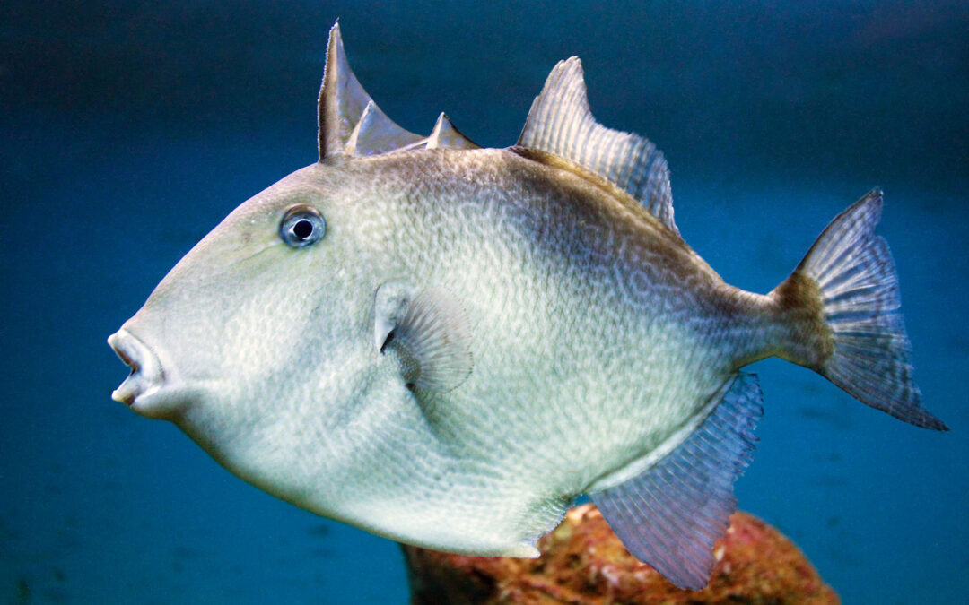 Aftrækkerfisk. Foto: henri Carl