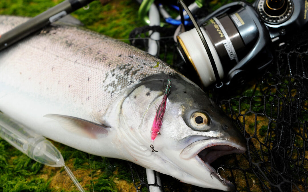 Fr og med den 16 november og indtil 15 januar er det kun balnke havørred som denne, der må hjemtages i saltvand.