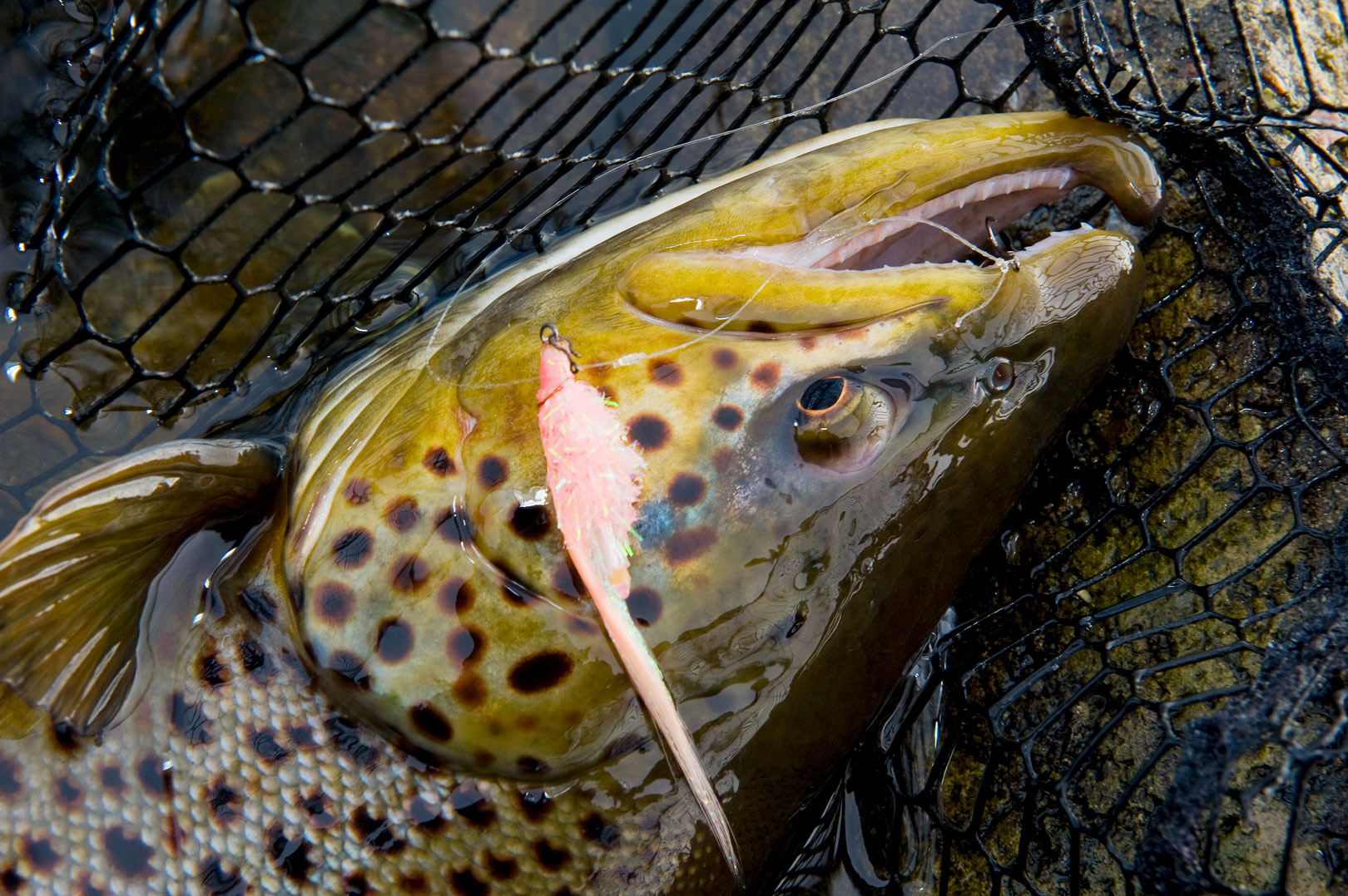 farvet havørred er fredet i saltvand fra 16 november til 15 januar.