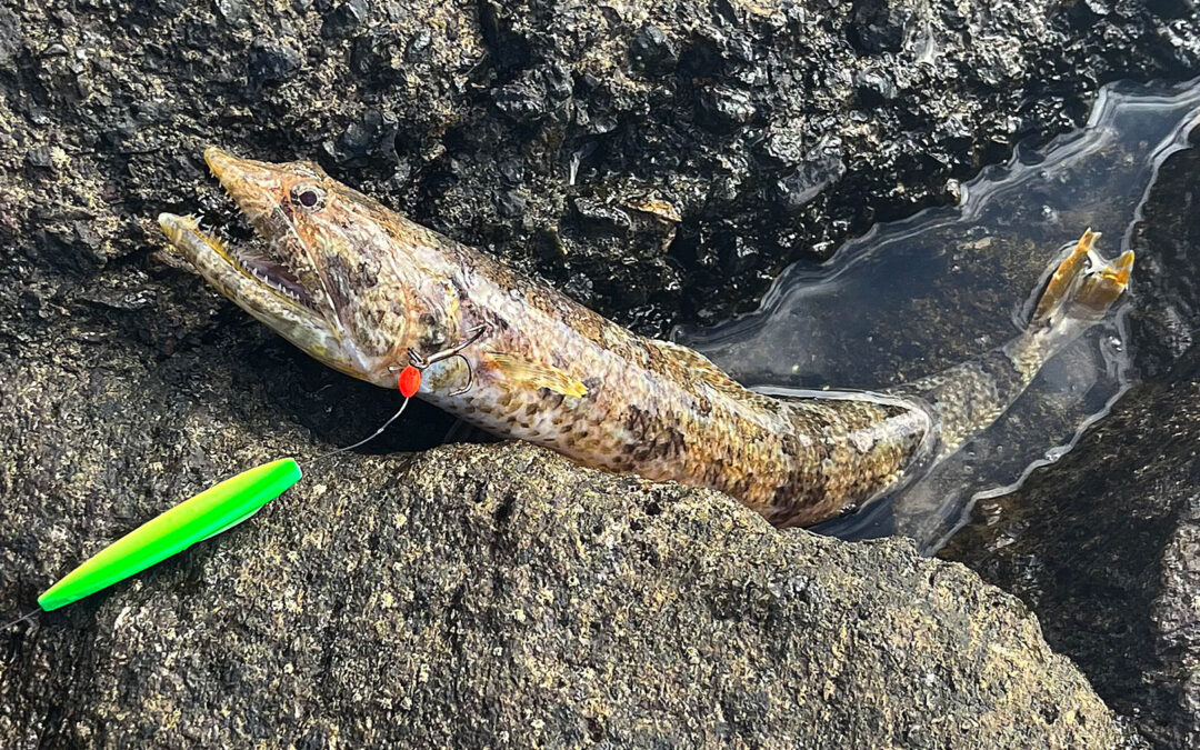 Morten Gerickes øglefisk fra Gran Canaria