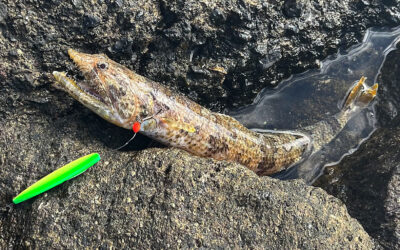 DAIWA OPEN 2025: EN ØGLEFISK PÅ KYSTBLINKET