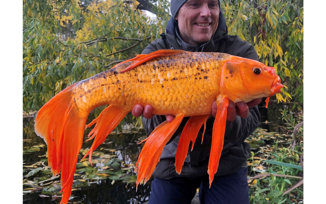 Henrik Carl med den blændende flotte sommerfuglekoi på 2,8 kilo