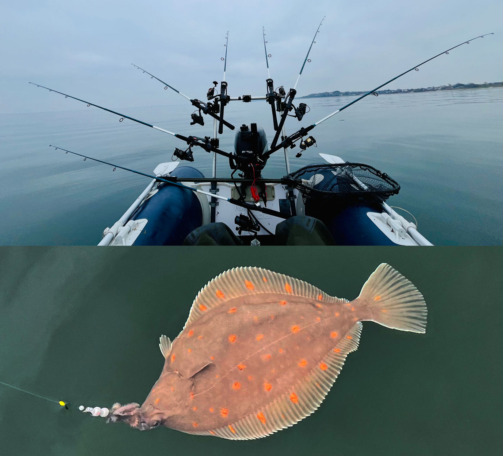 fladfisk fra gummifræseren på Øresund