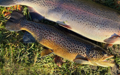 DAIWA OPEN 2025: SMUKKE ØRREDER I DEN LAVE NOVEMBERSOL