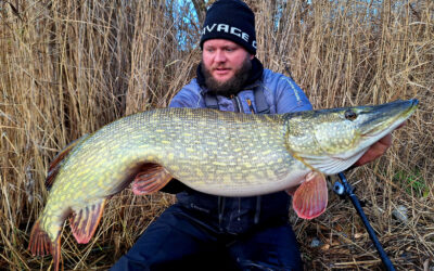 EN STRIBE FLOTTE GEDDER PÅ SOFTBAITS