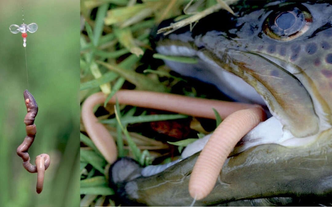 Orm er en fantastisk agn i put and take´en