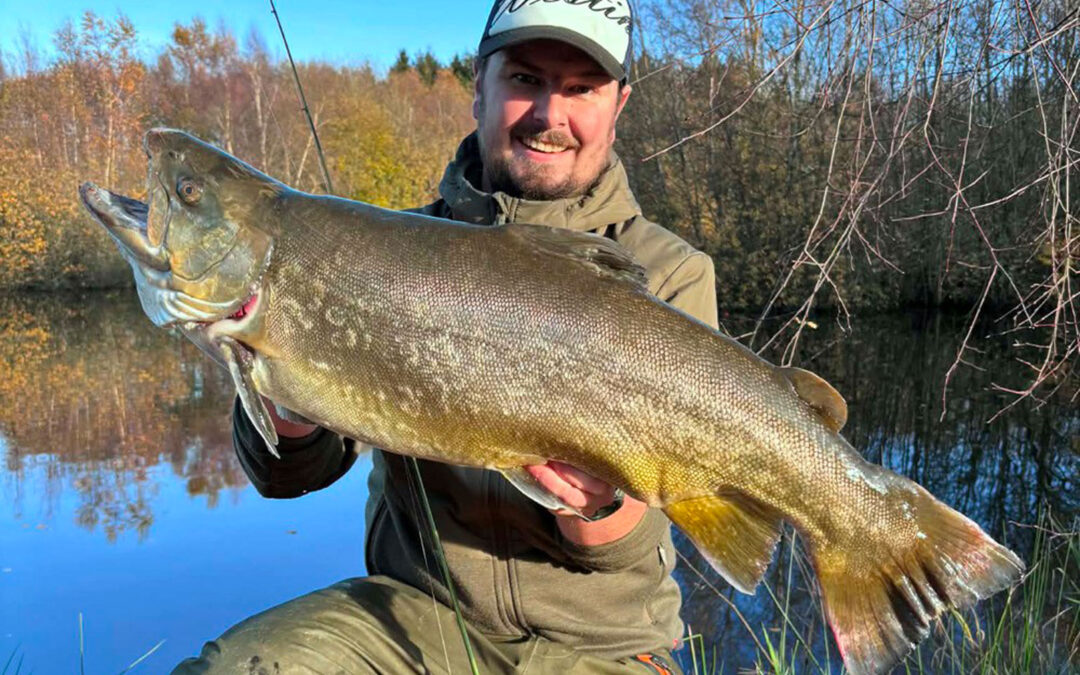 Rasmus Wølck mewd sin fantastiske sølvørred på 7,79 kilo fra Lystfisker Oasen, der aspirerer til at blive den kommende Danmarksrekord i 2026.