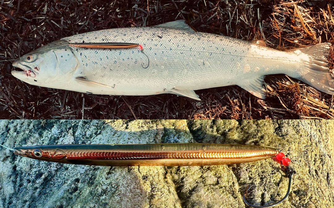 Kim Johansens flotte havørred fra Lolland huggede på en kystwobler - en Sandeel fra Savage Gear.