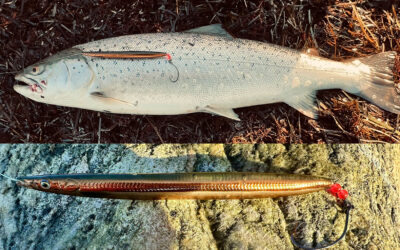 DAIWA OPEN 2025: EN FLOT BLANK HAVØRRED PÅ KYSTWOBLER