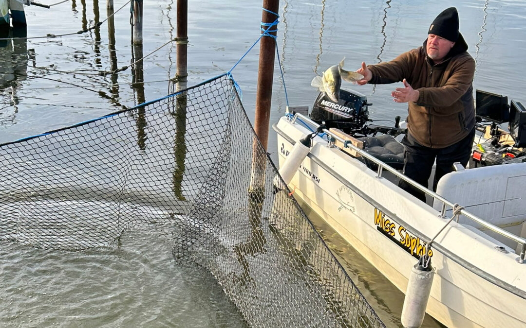 Endnu en sandart fra Arresø udsættes i opbevaringsnet for at blive flyttet til Haderslev Dam.