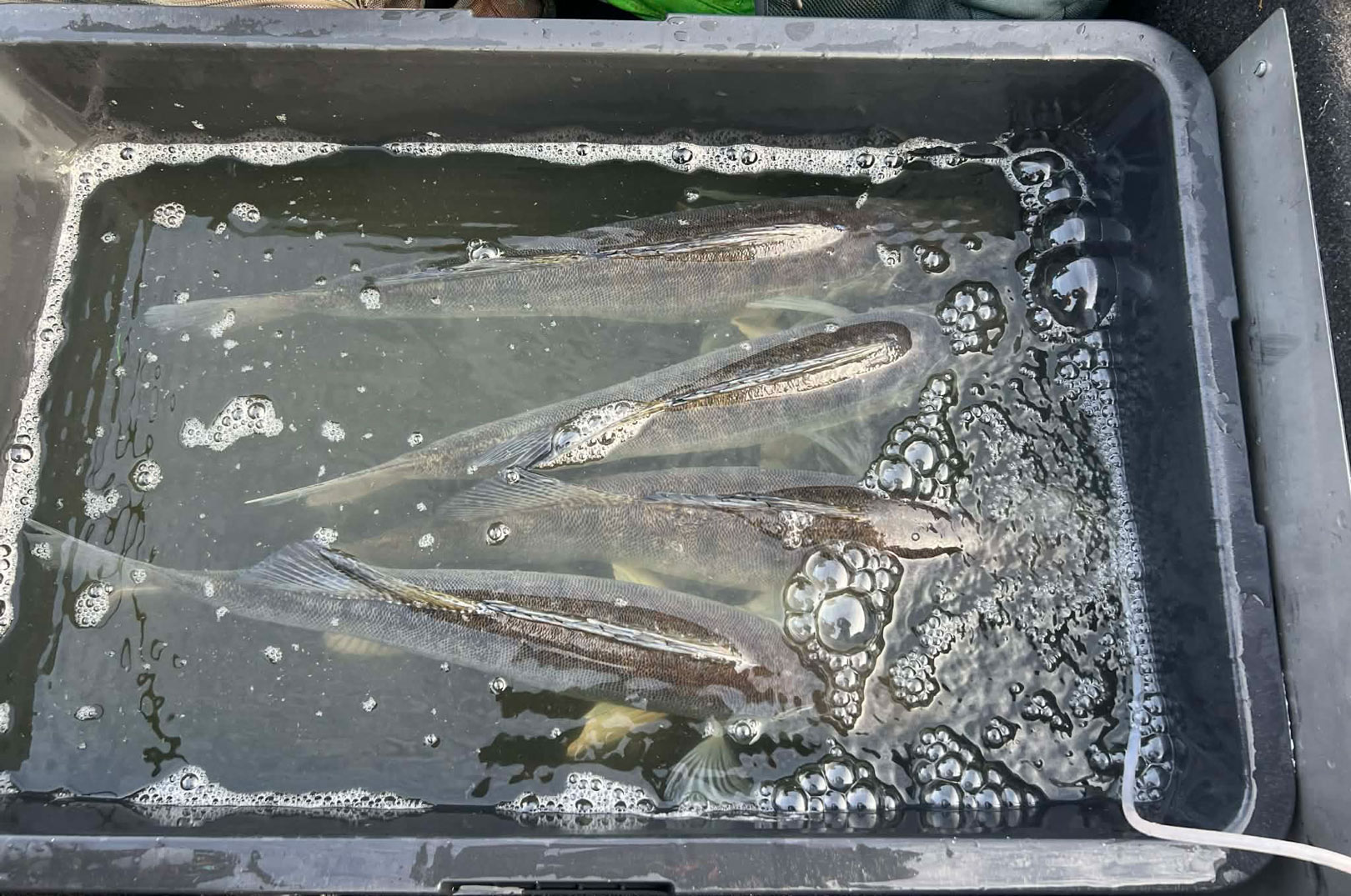 Sandarterne fra Arresø blev transporteret ind til det store net i murerbaljer med vand som disse.