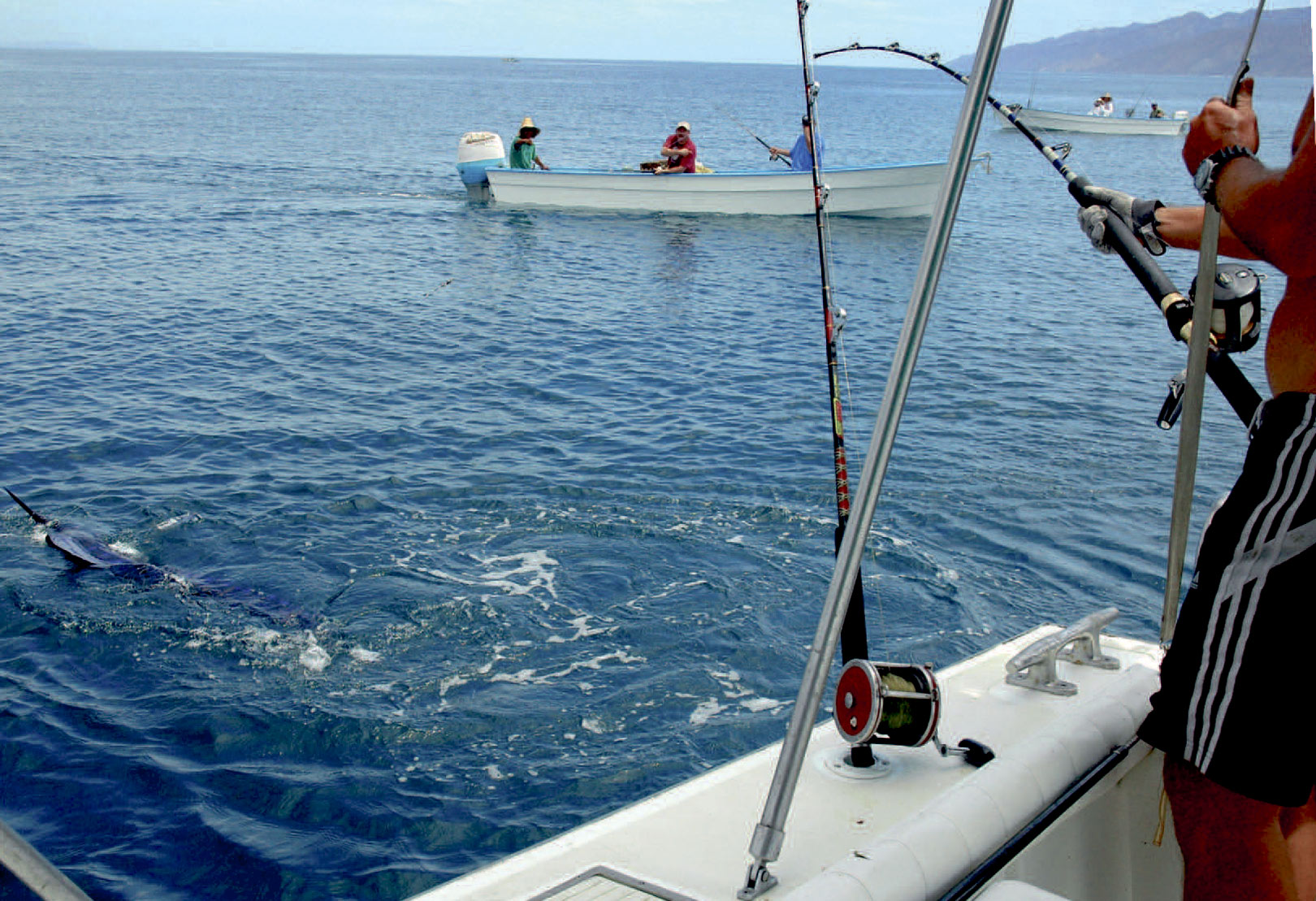 En marlin kan indbringe en godslat penge for de lokale fiskere. Kort efter billedet er taget forsøger den nærmeste båd at gaffe fisken flere gange.