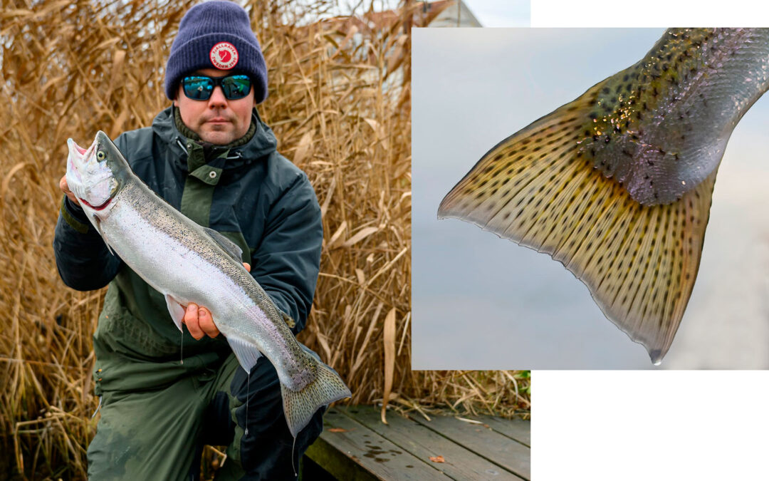 Jonas med sin flotte steelhead fra Køge Å