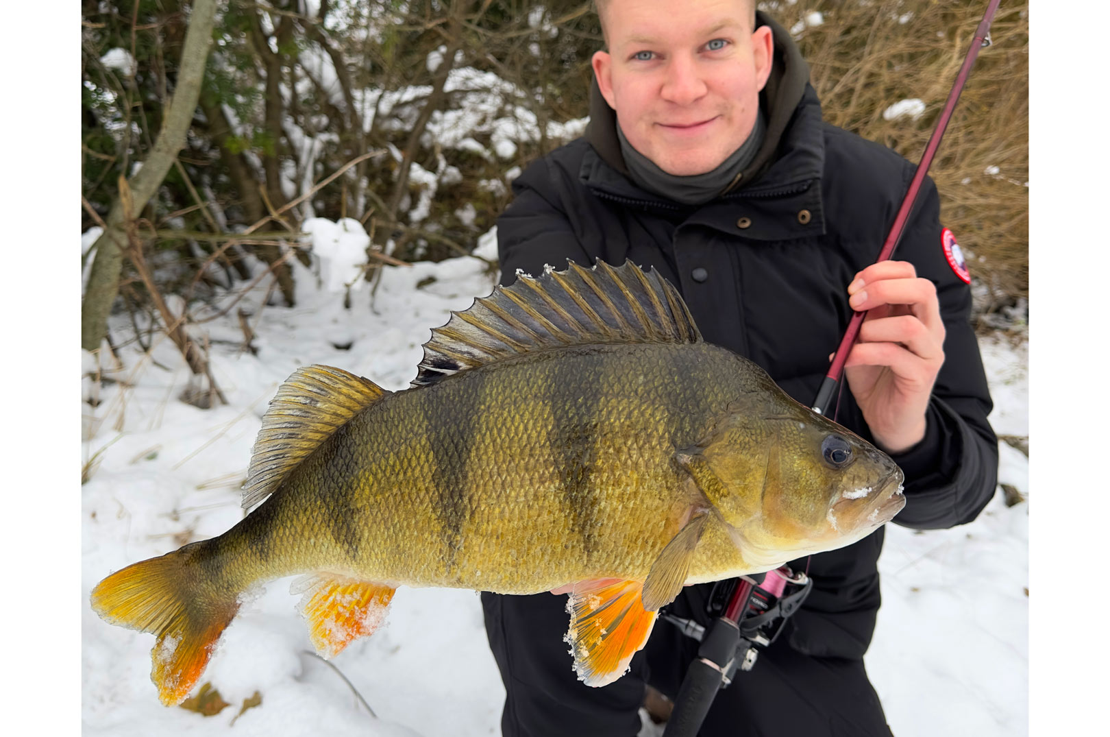 David Sølling Johnsen, som nu er sælger for Shimano i Danmark, med en massiv aborre.