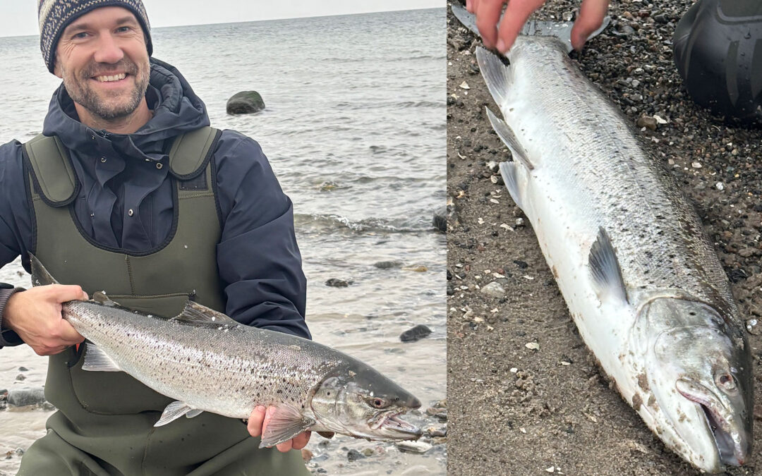 Esben Tønder med sin flotte overspringer fra dne nordsjællandske kyst. Fisken huggede på en SG Sandeel.
