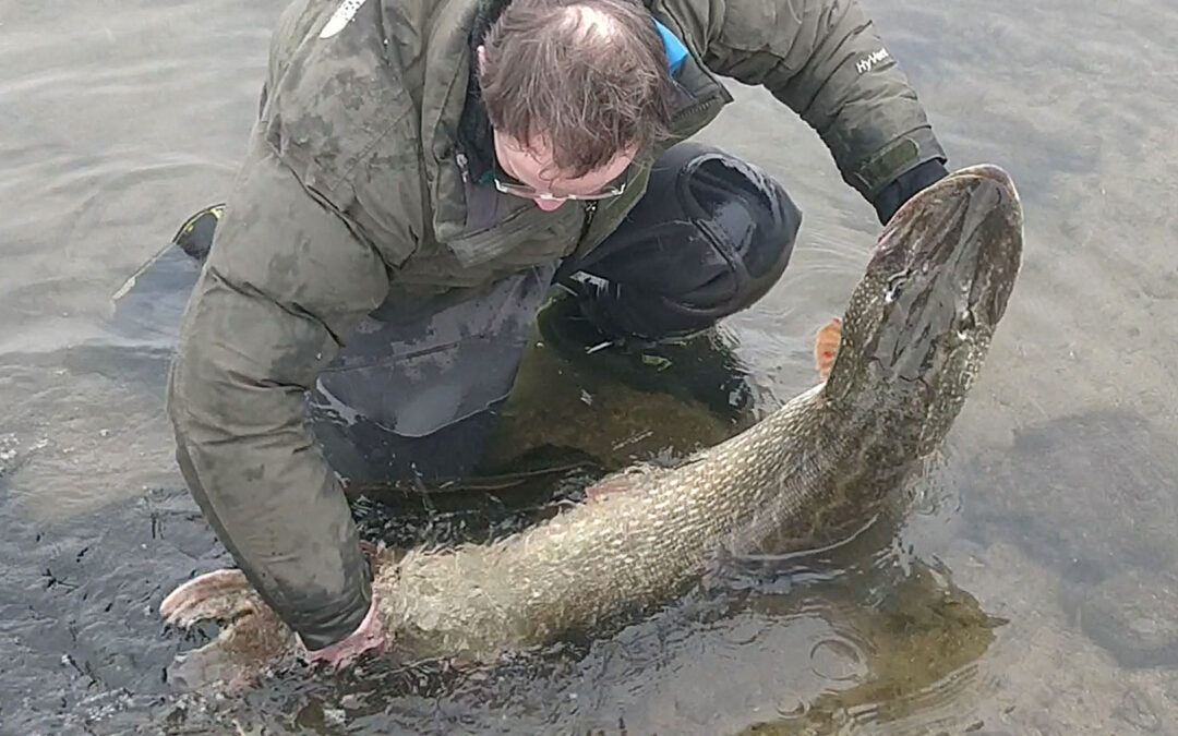 GEDDER PÅ DØD AGN – DET ER LIGE NU