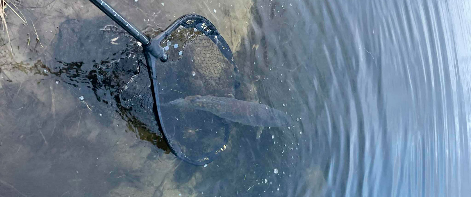 Alle gedderne røg naturligvis tilbage til deres rette element.