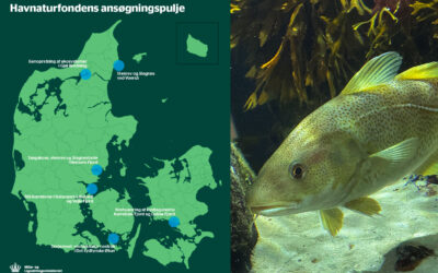 43,5 MILLIONER KR TIL SEKS PROJEKTER DER HJÆLPER NATUREN I HAVET