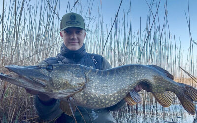 FLOTTE GEDDER PÅ DØD AGN I DET SIDSTE LYS