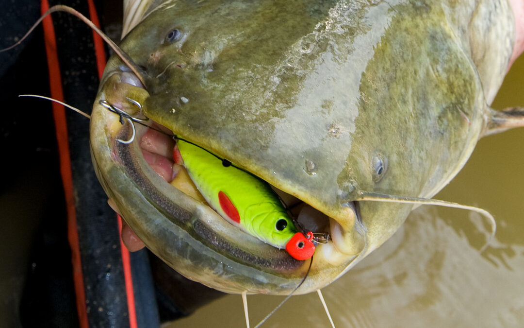 Mallen er en oprindeligt hjemmehørende art i Danmark.