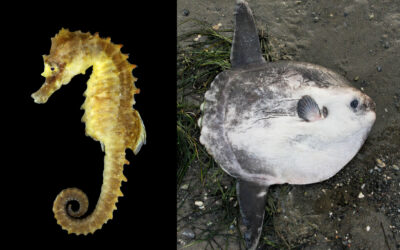 HØJSÆSON FOR SØHESTE OG KLUMPFISK