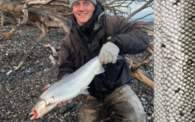 HAVØRRED: 63 CM SØLV TIL BERTRAM