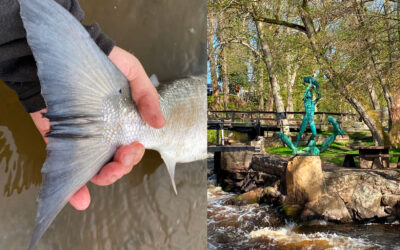 LAKS OG HAVØRRED: MØRRUMSÅEN HAR DET MEGET BEDRE