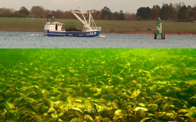 DEMONSTRATION: STOP MUSLINGESKRABET I ISEFJORDEN – NU