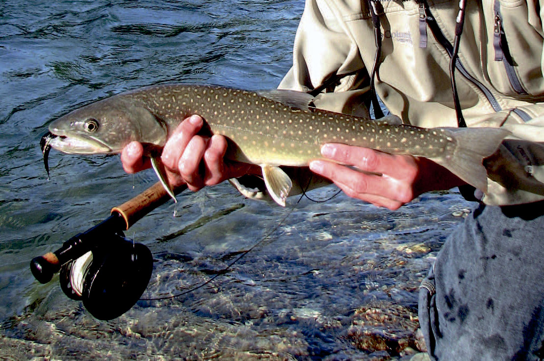 De stationære bull trouts,er ganske diskrete i deres farvetoning. Men selv en bull trout i gydedragt kan være vanskelig at få øje på, og som oftest er det udelukkende fiskens kridhvide finneflanker, der afslører fisken.
