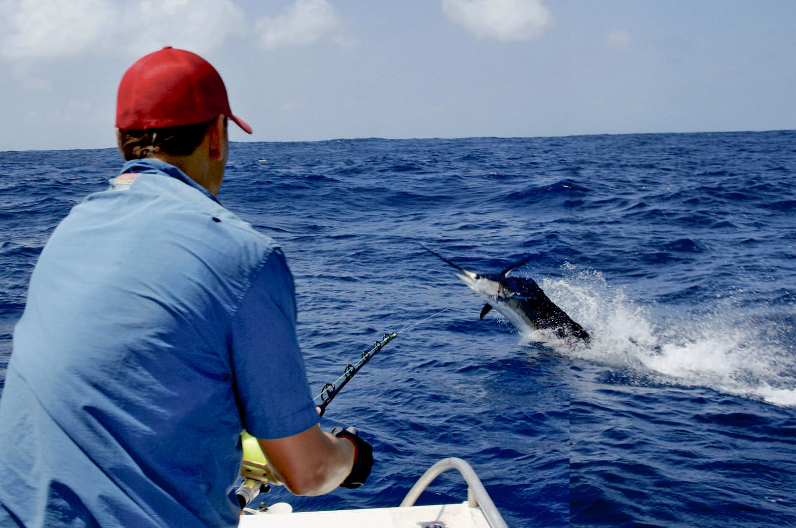 En sejlfisk med luftakrobatisketilbøjeligheder har hugget forfatterens wobler under dørgning mellem to fiskepladser. Den flotte fisk var tre meter lang og blev genudsat efter en lang fight og en kort fotosession.