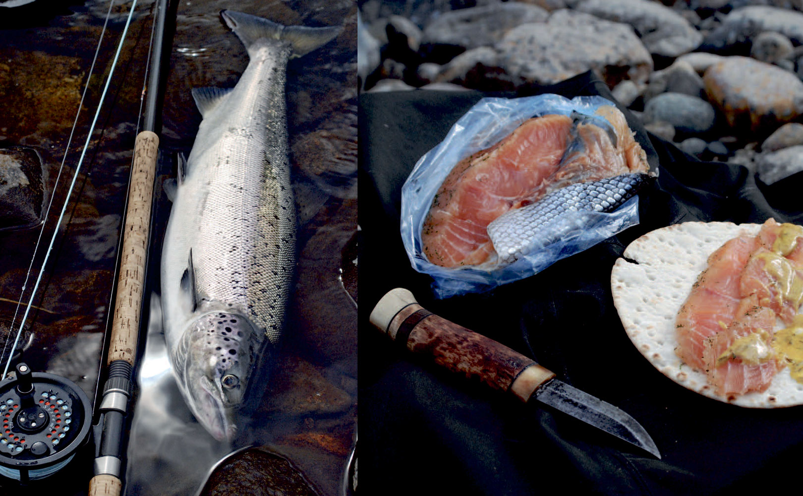 Byskelaksen har travlt med atkomme opstrøms, og vandrer forbavsende hurtigt på trods af den brutale strøm i elven. Denne blankfisk blev fanget cirka 50 kilometer opstrøms mundingen i Østersøen.