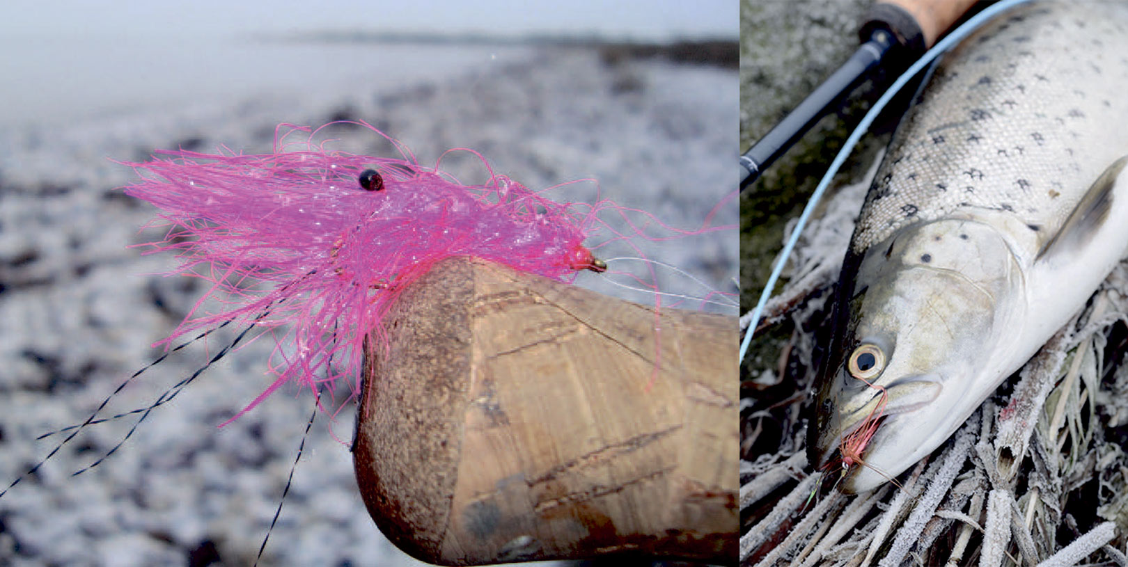 Der er et eller andet særligt smukt over vinterens blanke havørreder.