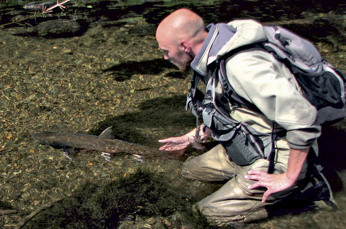 Bull trout’en er udrydningstruet iflere stater, så det giver god mening at genudsætte dem.