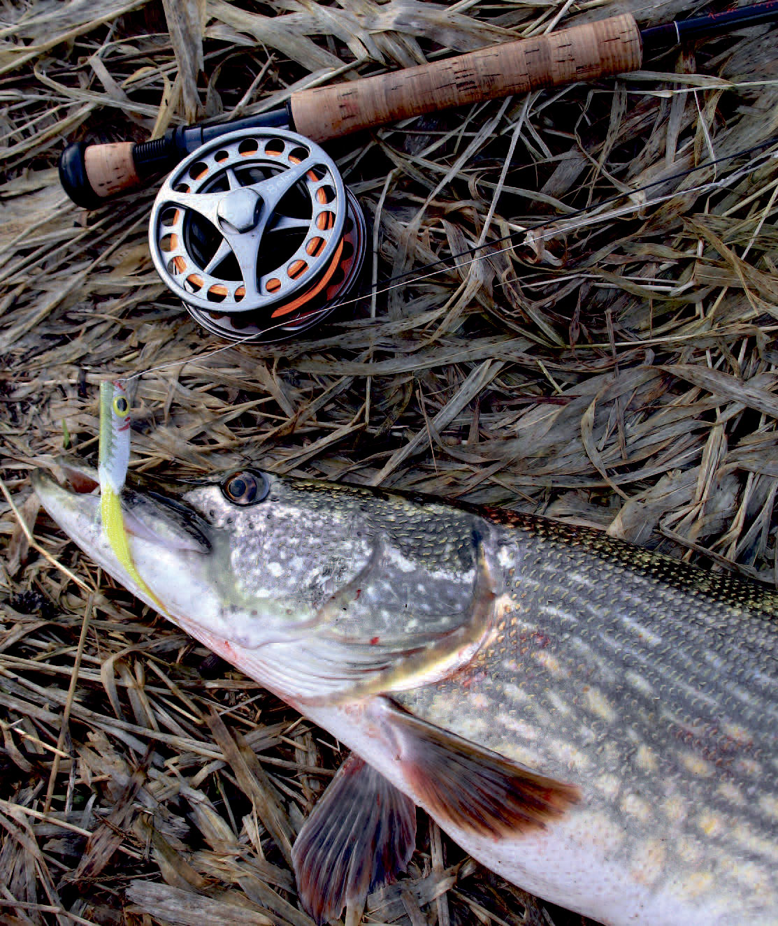 Vinterens gedder står som regelhelt tæt ved bunden, og af den grund egner en hurtigt synkende flueline, korte forfang og fluer med opdrift sig fortrinligt til vinterens fiskeri. Med dette grej kan man nemlig fiske fluerne langsomt og forførende hen over bunden.