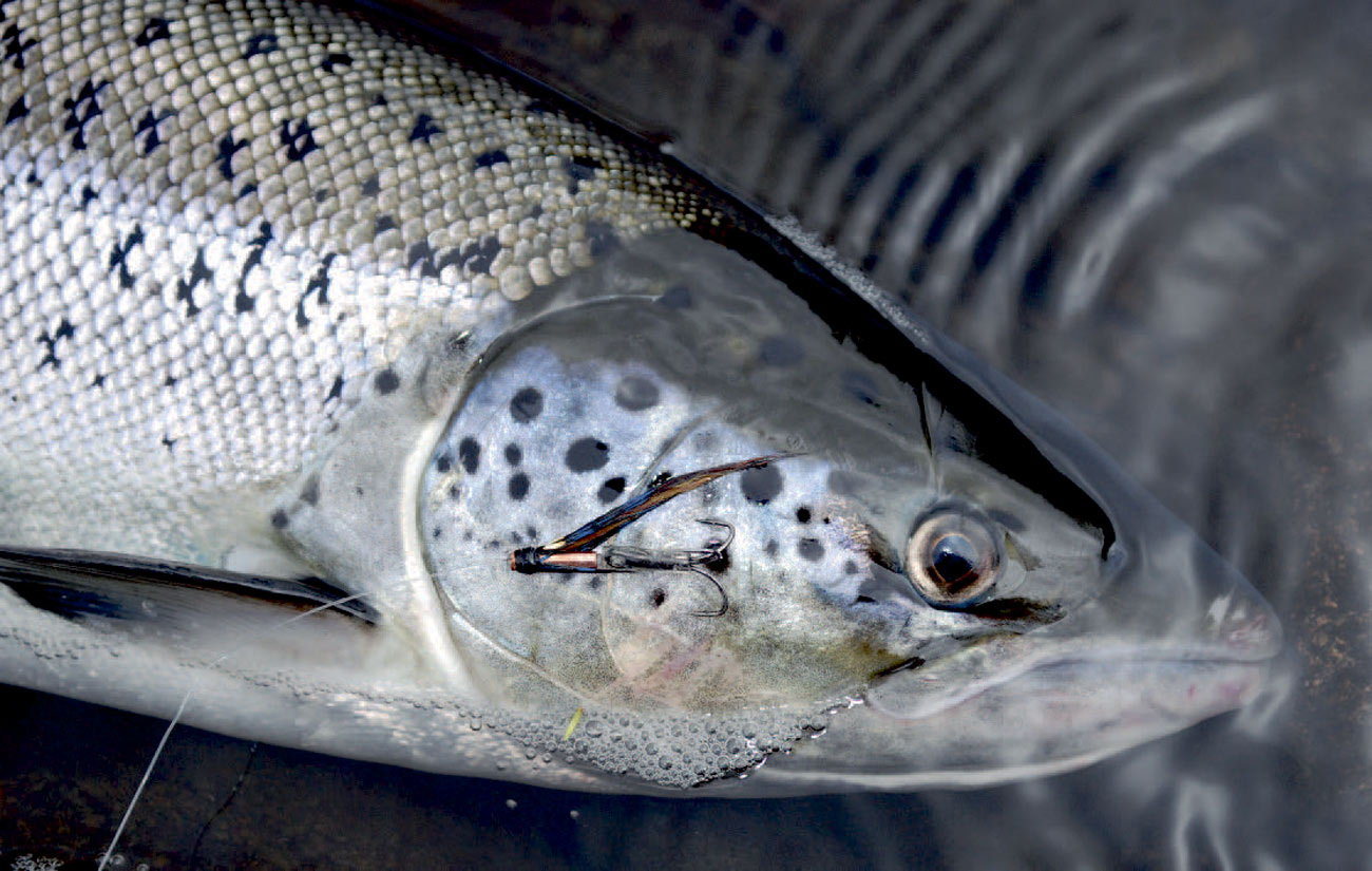 Tidligt på sæsonen fiskes dermest med synkeliner og store rørfluer, men så snart vandtemperaturen er oppe omkring 10 grader kan det være tid til en flydeline og en mindre flue evt. bundet på metalrør for at komme lidt ned i den hårde strøm.