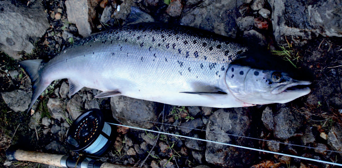 Spejlblank nystegen Byskelaks fra først i juni måned 2009. En tohåndsstanger det rette valg i de fleste tilfælde. Der er ikke plads til overhåndskast de fleste steder, og med tohåndsstangen er det lettere at kaste og styre linen under affiskning og fight.