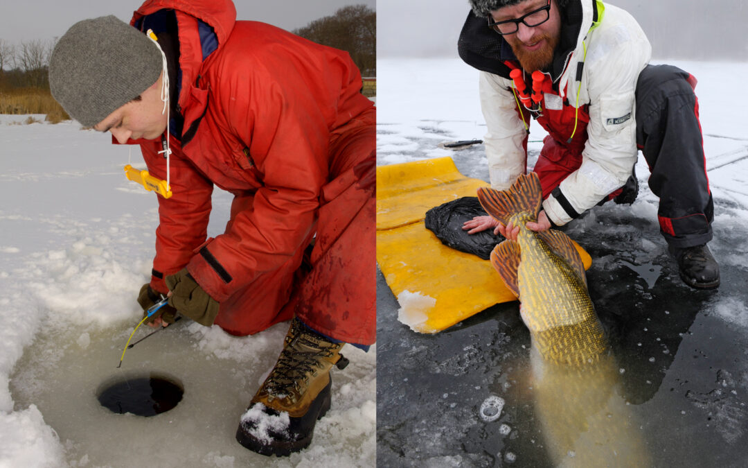 Isfiskeri efter aborrer og gedder