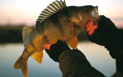 NYE REGLER FOR BRAKVANDSFISKERIET GIVER HÅB FOR GEDDER OG ABORRER
