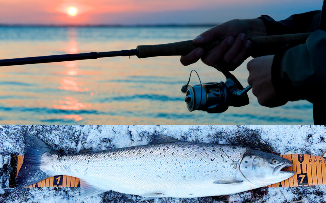 Hennings Havørred der blev fanget på en halv stand. Den huggede ophængerfluen.