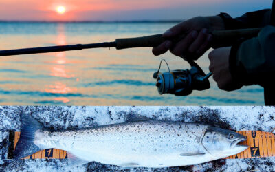 FEM FLOTTE BLANKE HAVØRREDER PÅ EN HALV STANG