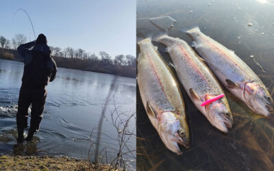 ISKOLDE REGNBUER FRA NORDVESTSJÆLLANDS FISKEPARK