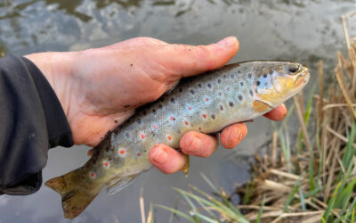 ØRRED: DTU AQUAS VANDLØBSUNDERSØGESER I 2026