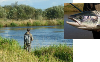 SKJERNÅ HAR NÆSTEN FORDOBLET SIN OPGANG AF LAKS I 2025